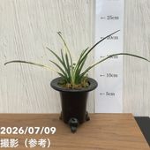 現品お届け】豊明園 万年青 オモト 特羅紗 陶器鉢（O13）｜観葉10-TU
