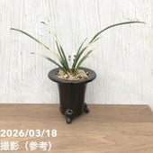 お買い得一点物咲き進み株】加藤農園 クリスマスローズ アンティーク