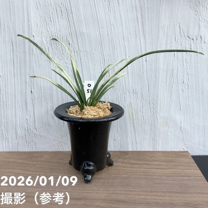 【現品お届け】豊明園 万年青 オモト 関白 陶器鉢（O51）｜観葉10-TU