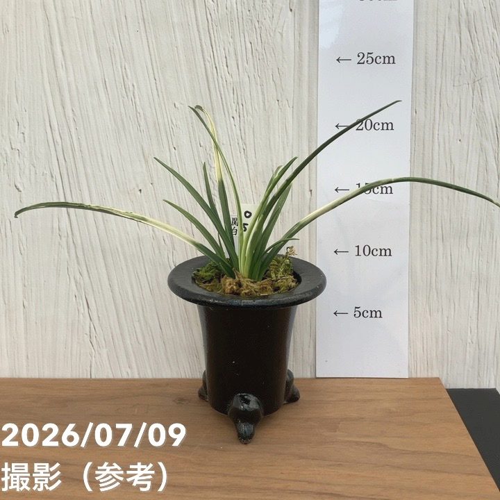 【夏セール対象商品】【現品お届け】豊明園 万年青 オモト 関白 陶器鉢（O51）｜観葉10-TU