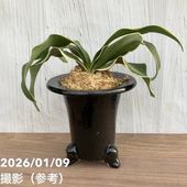 現品お届け】豊明園 万年青 オモト 根岸の松 江戸 陶器鉢（O10）｜観葉