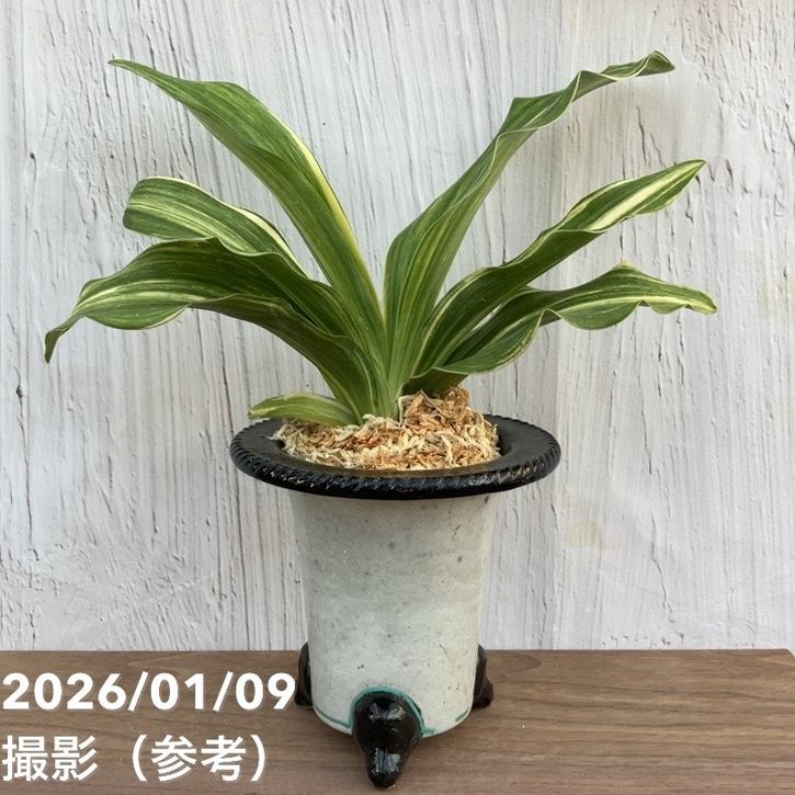 万年青　オモト　獅子　白縞斑　4.5号陶器鉢つき　子株つき❗ 万年青 オモト 獅子 白黄縞斑 4.5号陶器鉢つき 子株つき❗ ⑥