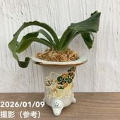 現品お届け】亀甲竜 キッコウリュウ ディオスコレア エレファンティ