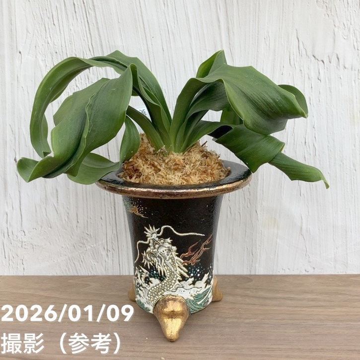 万年青鉢 オモト鉢 龍 現品お届け】豊明園 万年青 オモト 源龍獅子 錦鉢 龍（O56）｜観葉10