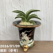 現品お届け】豊明園 万年青 オモト 富貴殿 鶴 黒錦鉢（O36）｜観葉10