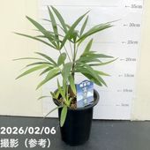 ロフォミルタス マジックドラゴン 3号深ポリ 2鉢セット PVP｜花木04-PA