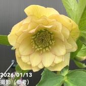 一点物】加藤農園 クリスマスローズ キラメキディープレッド 4.5号深