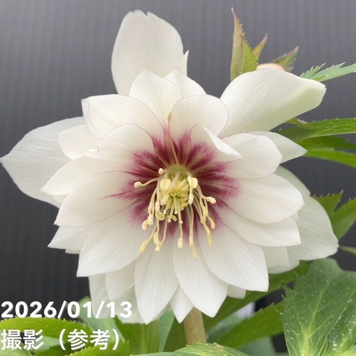 謙信様ご購入苗㉖-47㉖-52㉖-90クリスマスローズ 謙信様お取り置き苗㉖