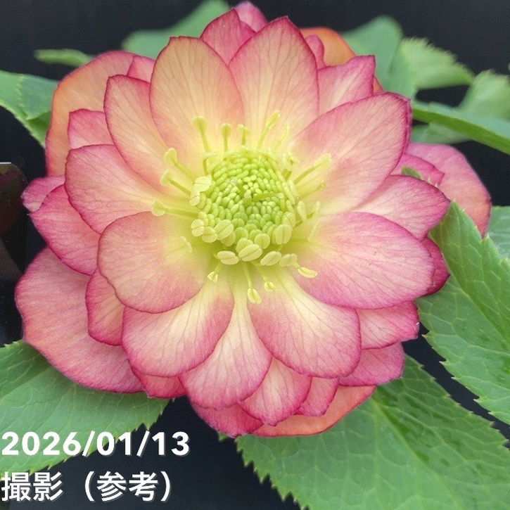 草花,クリスマスローズ,クリスマスローズ一点物の購入なら赤塚植物園