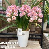 シンビジューム アーチ 7号陶器鉢 4本立 ピンクペルペチュエル｜s200