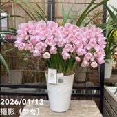 シンビジューム アーチ 8号陶器鉢 5本立 エンゼルナースユキ 冬の