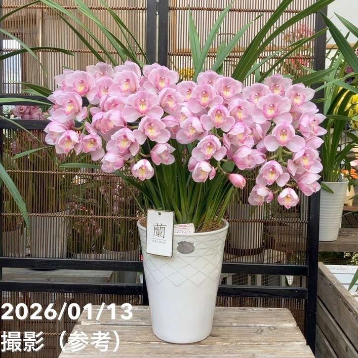 シンビジューム アーチ 7号陶器鉢 4本立 エンザンスプリング イン ザ ムード｜s200｜洋蘭04-PA