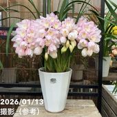 シンビジューム アーチ 7号陶器鉢 4本立 リトルガール スペースシティ