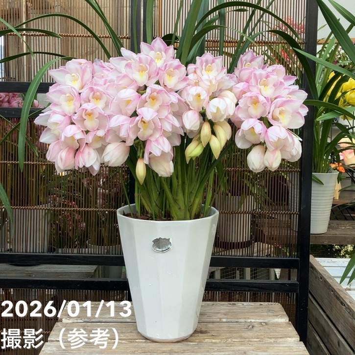 シンビジューム アーチ 7号陶器鉢 4本立 エレガントレディ PVP｜s200