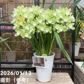 シンビジューム アーチ 7号陶器鉢 4本立 ピンクペルペチュエル｜s200