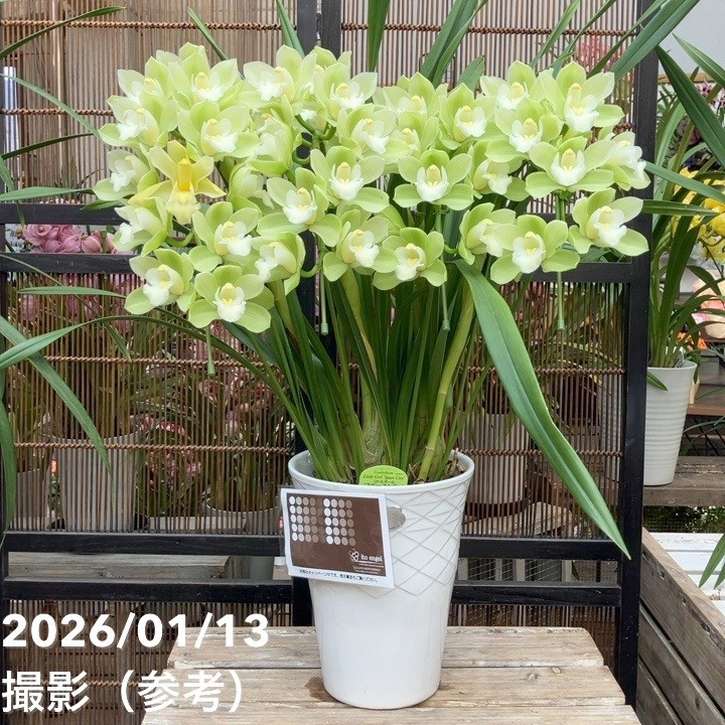 シンビジューム アーチ 7号陶器鉢 4本立 リトルガール スペースシティ