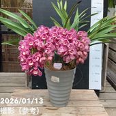 シンビジューム アーチ 7号陶器鉢 4本立 リトルガール スペースシティ