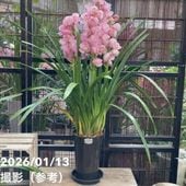 シンビジューム アーチ 7号陶器鉢 4本立 リトルガール スペースシティ