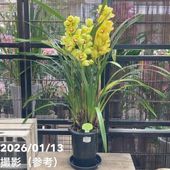 シンビジューム ピンク系 6号 4本立｜洋蘭04-PA | ギフト,胡蝶蘭・洋