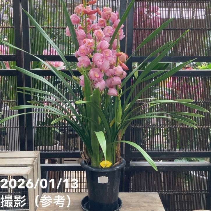 草花,洋ランの購入なら赤塚植物園オンライン 花の音｜花苗