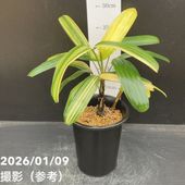 斑入りパキラ ミルキーウェイ 5号｜観葉04-PA | 観葉・多肉,パキラ