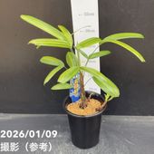 アロカシア アマゾニカ ポリーミント バリエガータ 斑入り Alocasia x