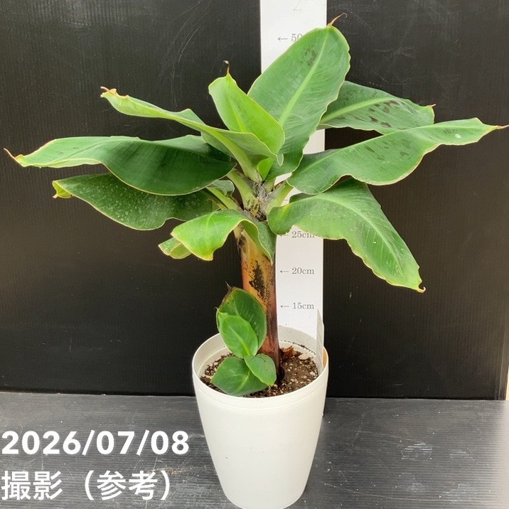 □キーワードから探す,スローフードの購入なら赤塚植物園オンライン 花