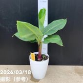 【春セール対象商品】ミニバナナ ムサトロピカーナ 6号｜果樹10-TU