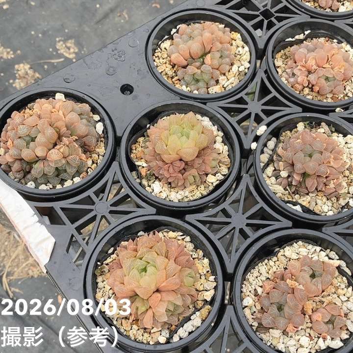 赤塚植物園自社農場,ハオルチアの購入なら赤塚植物園オンライン 花の音