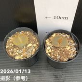 ハオルチア オブツーサ 3号 2鉢セット｜観葉10-TU | 観葉・多肉