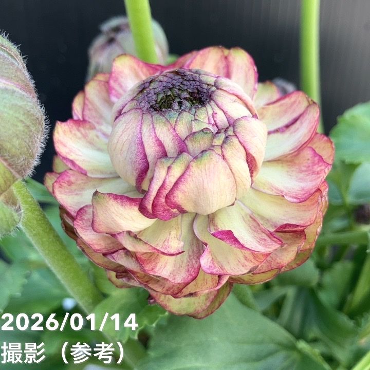 ラナンキュラス ポンポン マルヴァ