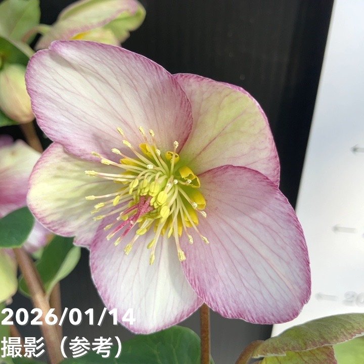 クリスマスローズ 氷の薔薇 5.5号 ピコティー｜山野04-PA | 草花