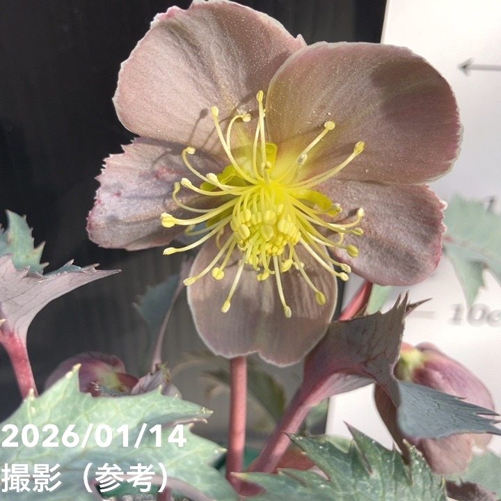 カラーリーフクリスマスローズ ステルニーロッキーズ