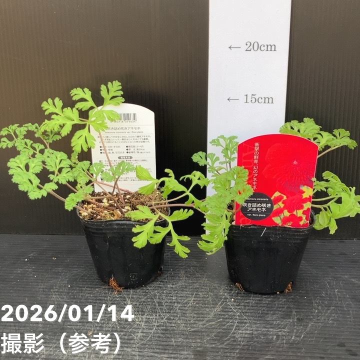 吹き詰め咲きアネモネ フローレプレノ 3号×2鉢セット｜草花10-TU