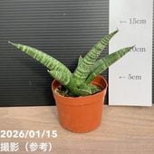 激レア！現品お届け】サンスベリア 5号 ブラックキャッスル（S180