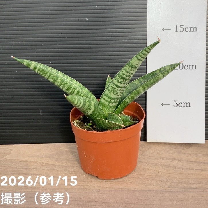 サンスベリア 3号 インディ プラ鉢｜観葉02-D2