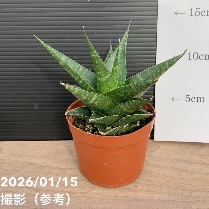 サンスベリア 3号 インディ2 プラ鉢|観葉02-D2