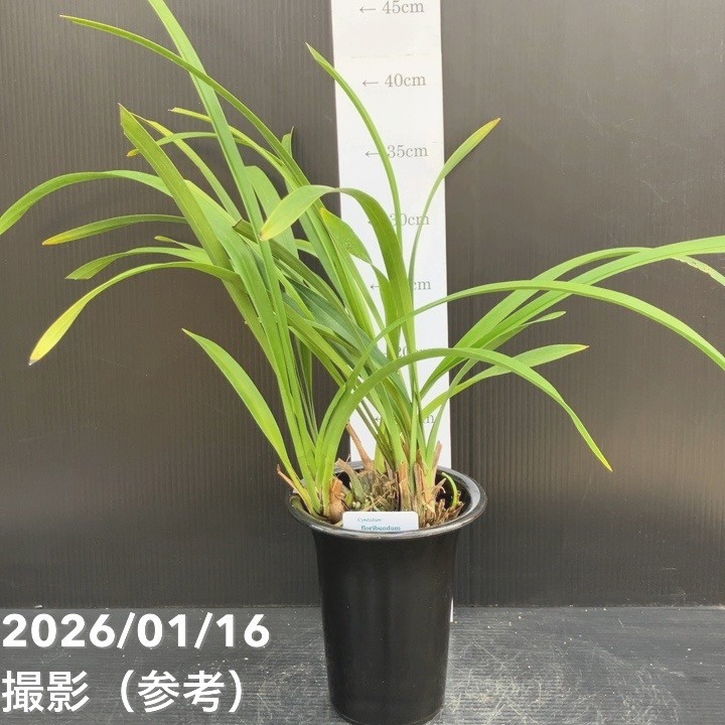 ＜花芽2個＞キンリョウヘン 3.5号（品種名なし）｜ミツバチ蘭｜洋蘭10-TU