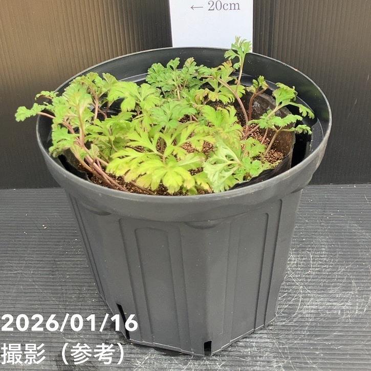 □キーワードから探す,珍しいの購入なら赤塚植物園オンライン 花の音