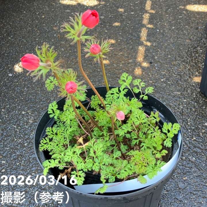 アネモネ フローレプレノ