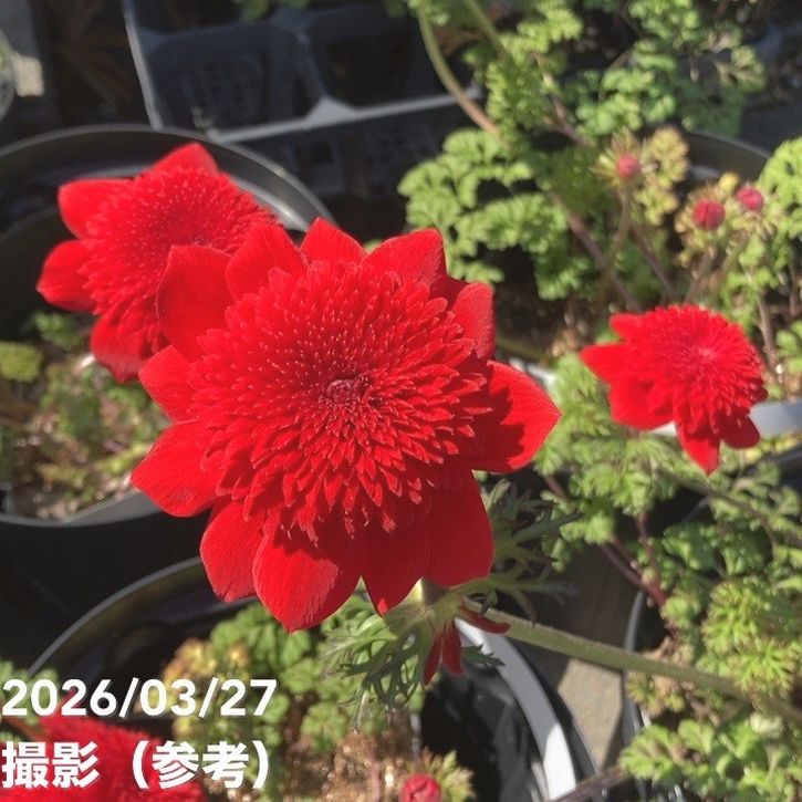 吹き詰め咲きアネモネ フローレプレノ 7号｜草花10-TU