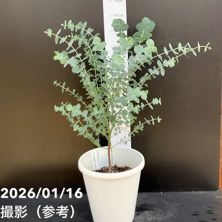 花木・庭木,[オージープランツ]の購入なら赤塚植物園オンライン 花の音