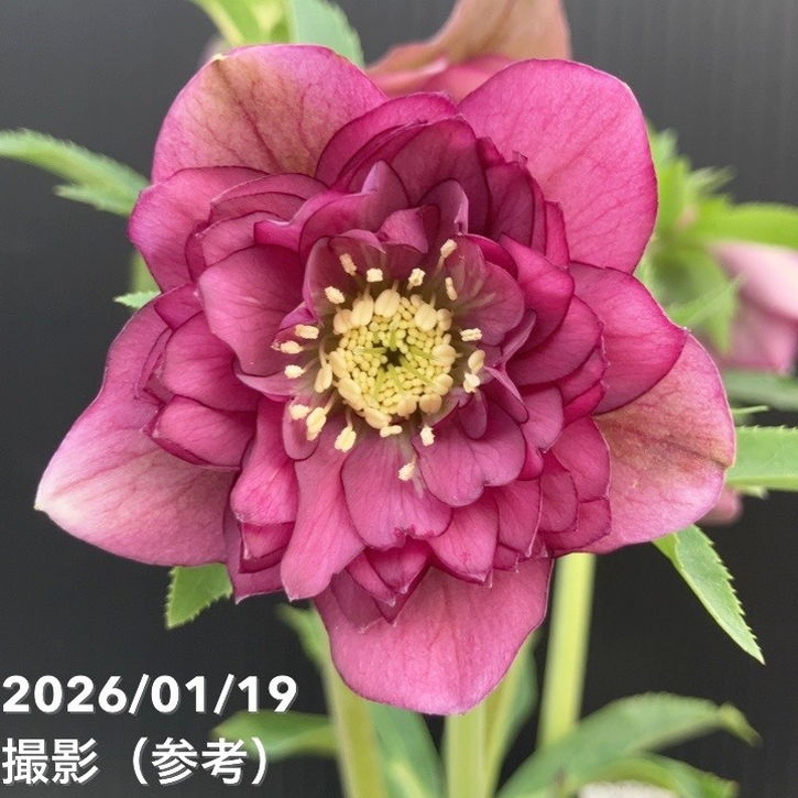 かぁむぅ様ご購入苗㉖-213㉖-217クリスマスローズ クリスマスローズ