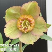 一点物】加藤農園 セミダブル系多弁クリスマスローズ モーリー 4.5号