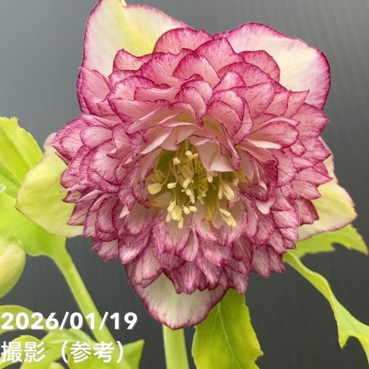 一点物】加藤農園 クリスマスローズ 4.5号（KT5）｜山野04-PA | 草花