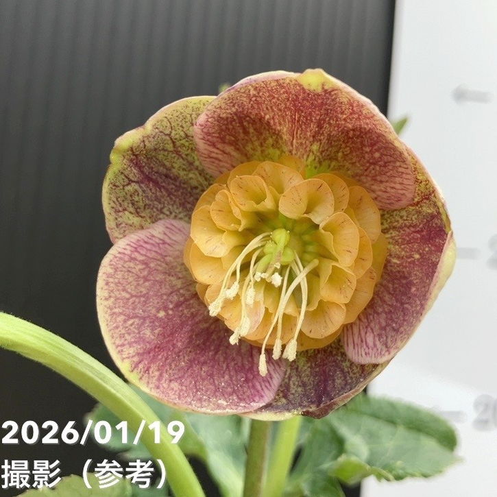 一点物】加藤農園 クリスマスローズ 4.5号（KT10）｜山野04-PA | 草花