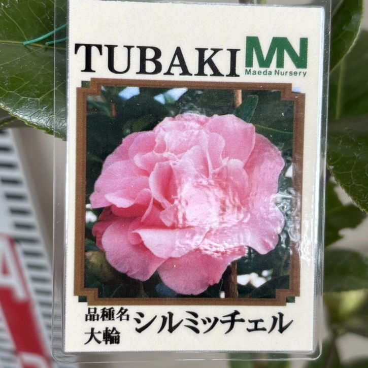 椿 ツバキ 4号 シルミッチェル［こだわりの前田ナーセリー苗］｜花木04