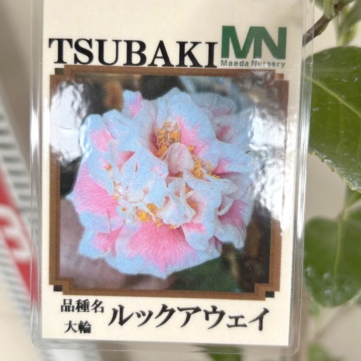 椿 ツバキ 4号 ルックアウェイ［こだわりの前田ナーセリー苗］｜花木04