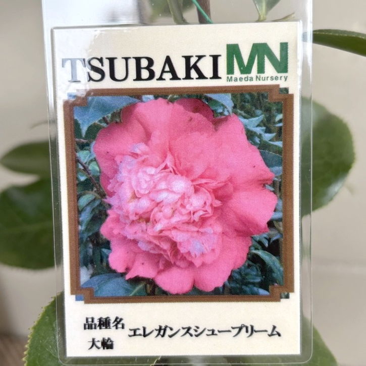 椿 ツバキ 4号 エレガンスシュープリーム［こだわりの前田ナーセリー苗