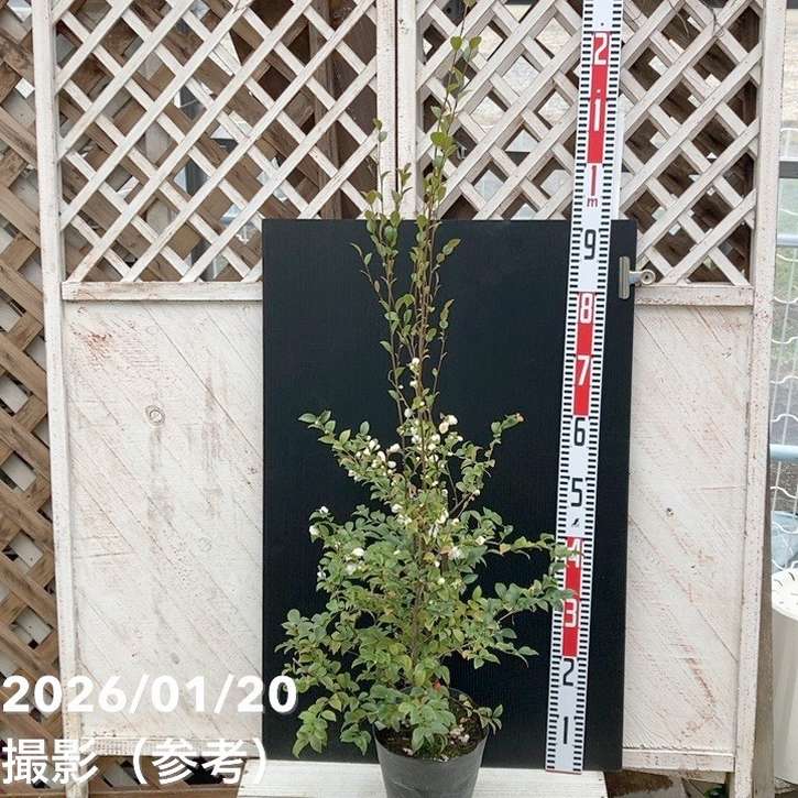 【激レア！現品お届け】椿 ツバキ 6号 細葉連芯茶 MN1［こだわりの前田ナーセリー苗］｜s200｜花木04-PA